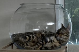 ニャンクアリウム