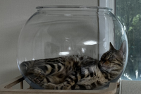 ニャンクアリウム